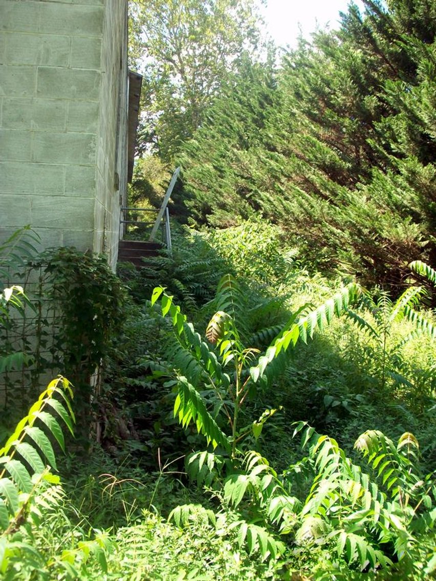 Image for Atlantic Union - Copper Fox