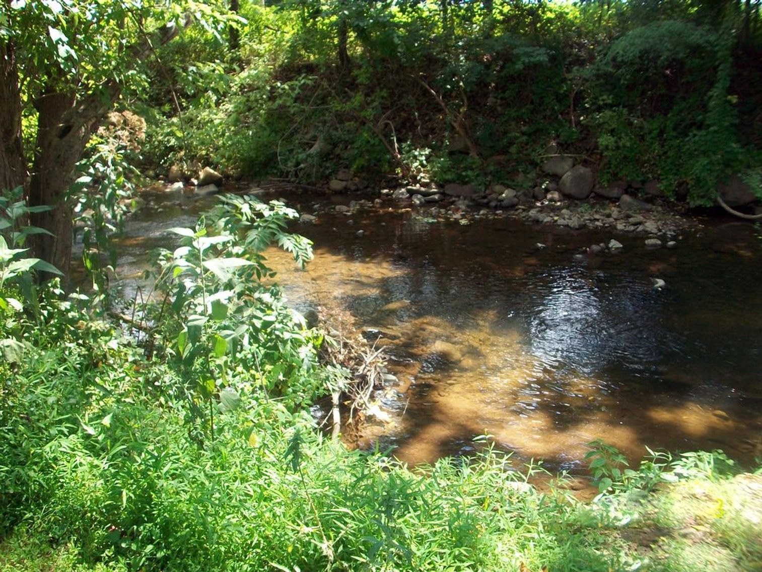 Image for Atlantic Union - Copper Fox