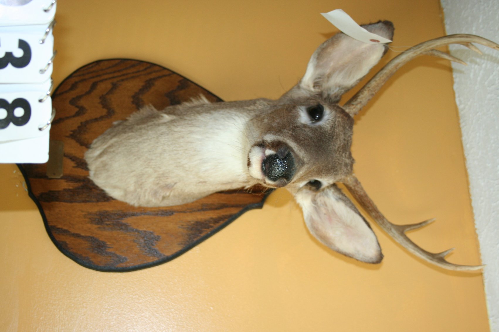 Image for Deer Mount