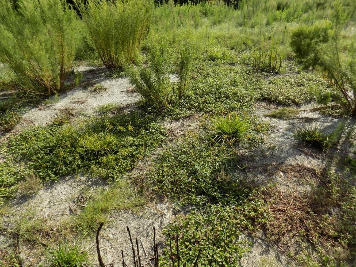 Image for Seven Hills Golf Club