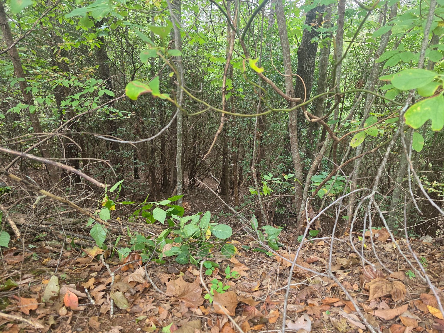 Image for 2 +/- Acre Lot in Innsbruck Golf Resort