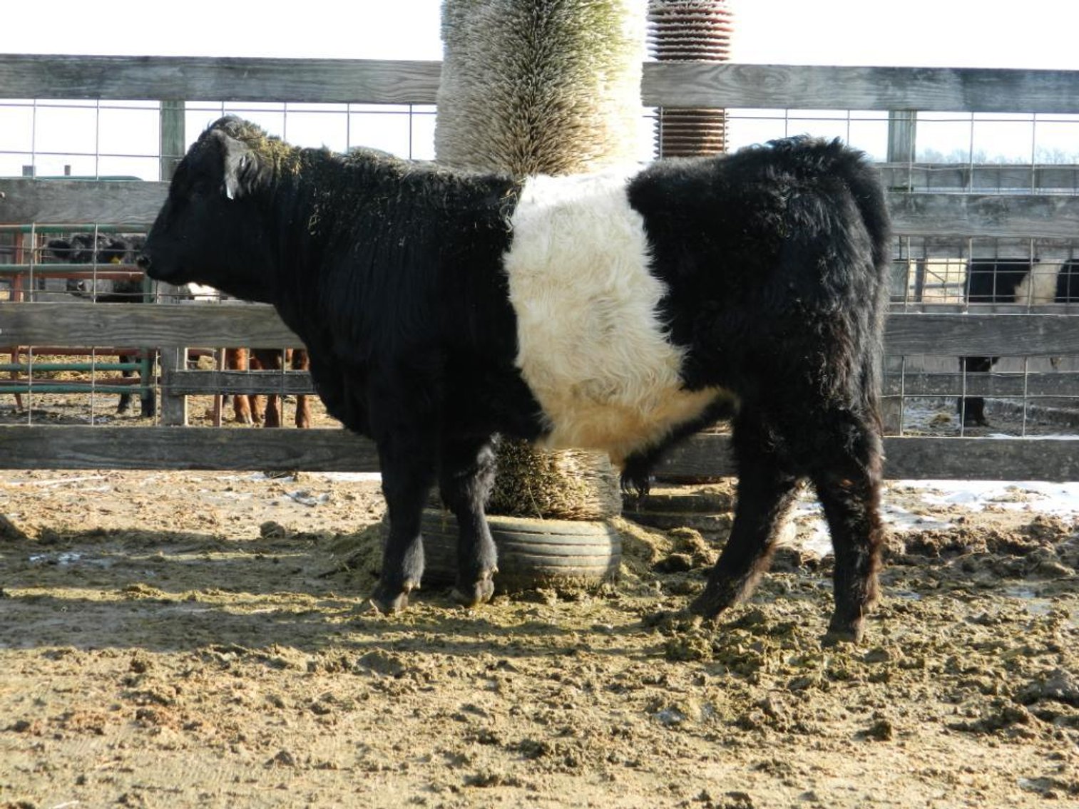 Image for BueLingo Beef Cattle #2 Online Auction