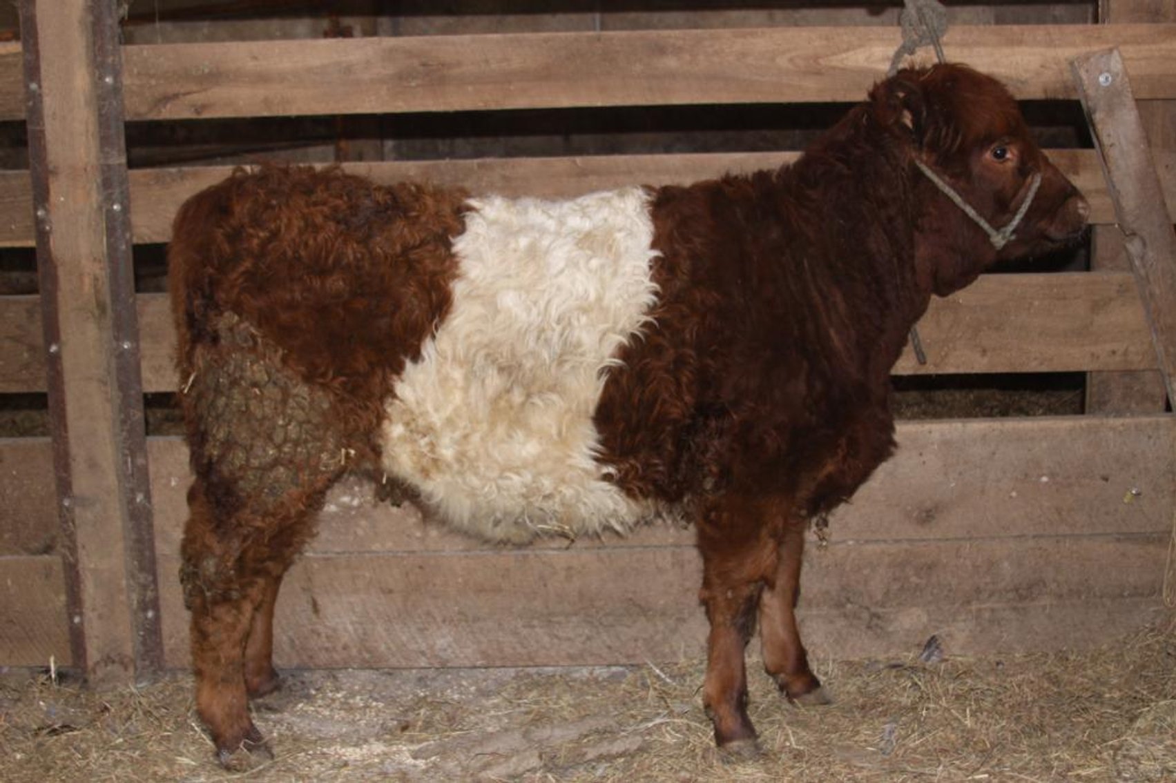 Image for BueLingo Beef Cattle #2 Online Auction