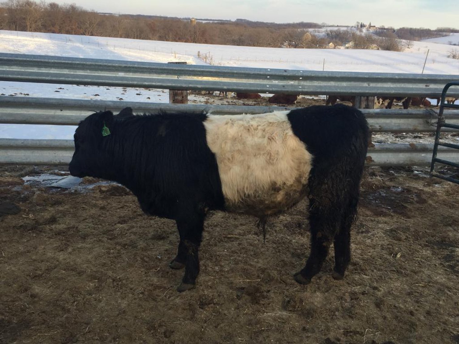 Image for BueLingo Beef Cattle #2 Online Auction