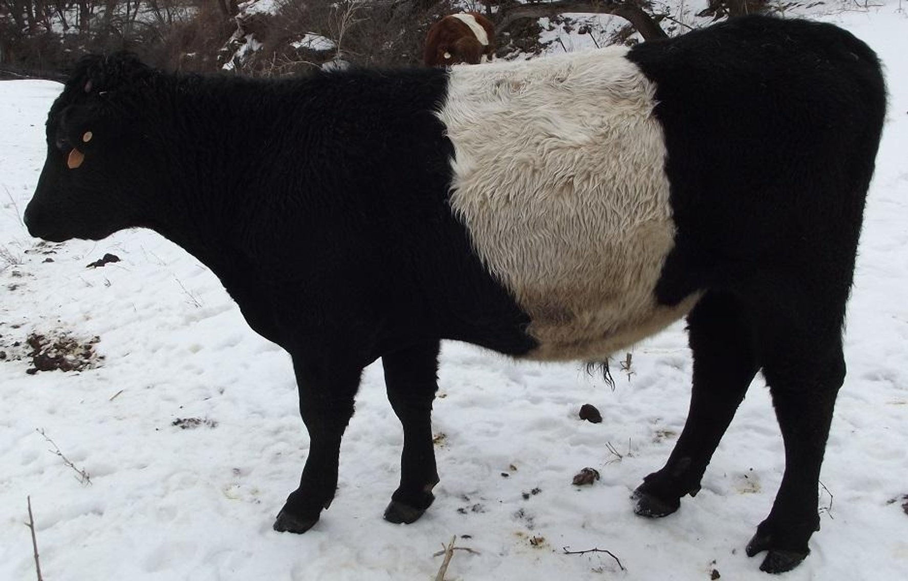 Image for BueLingo Beef Cattle #2 Online Auction