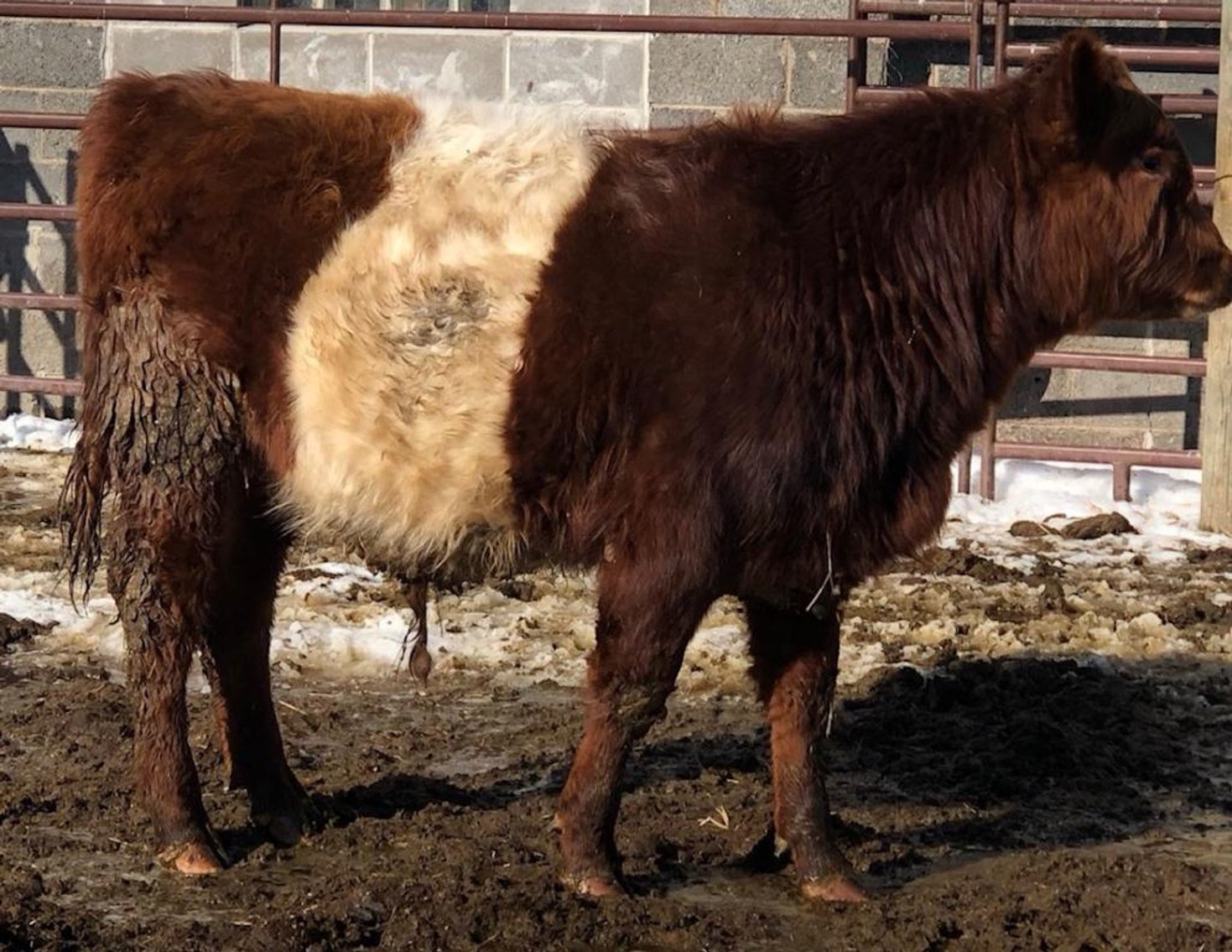 Image for BueLingo Beef Cattle #3 Online Auction