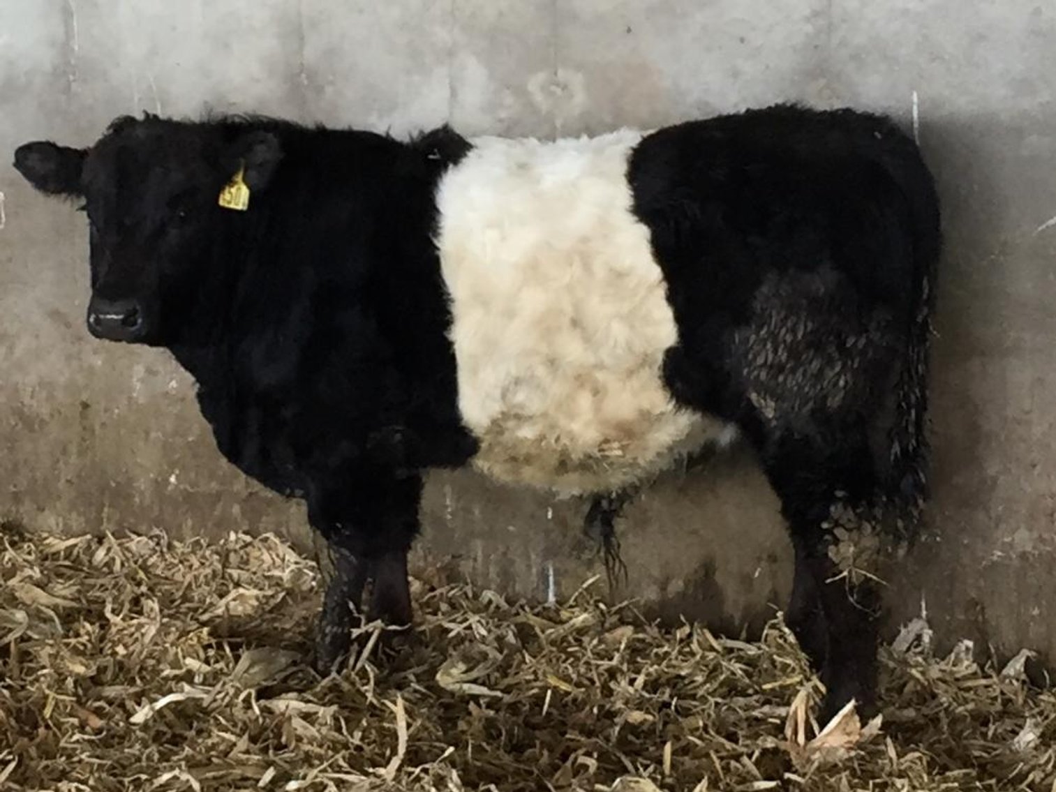 Image for BueLingo Beef Cattle #3 Online Auction