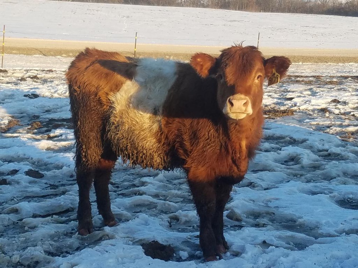 Image for BueLingo Beef Cattle #3 Online Auction