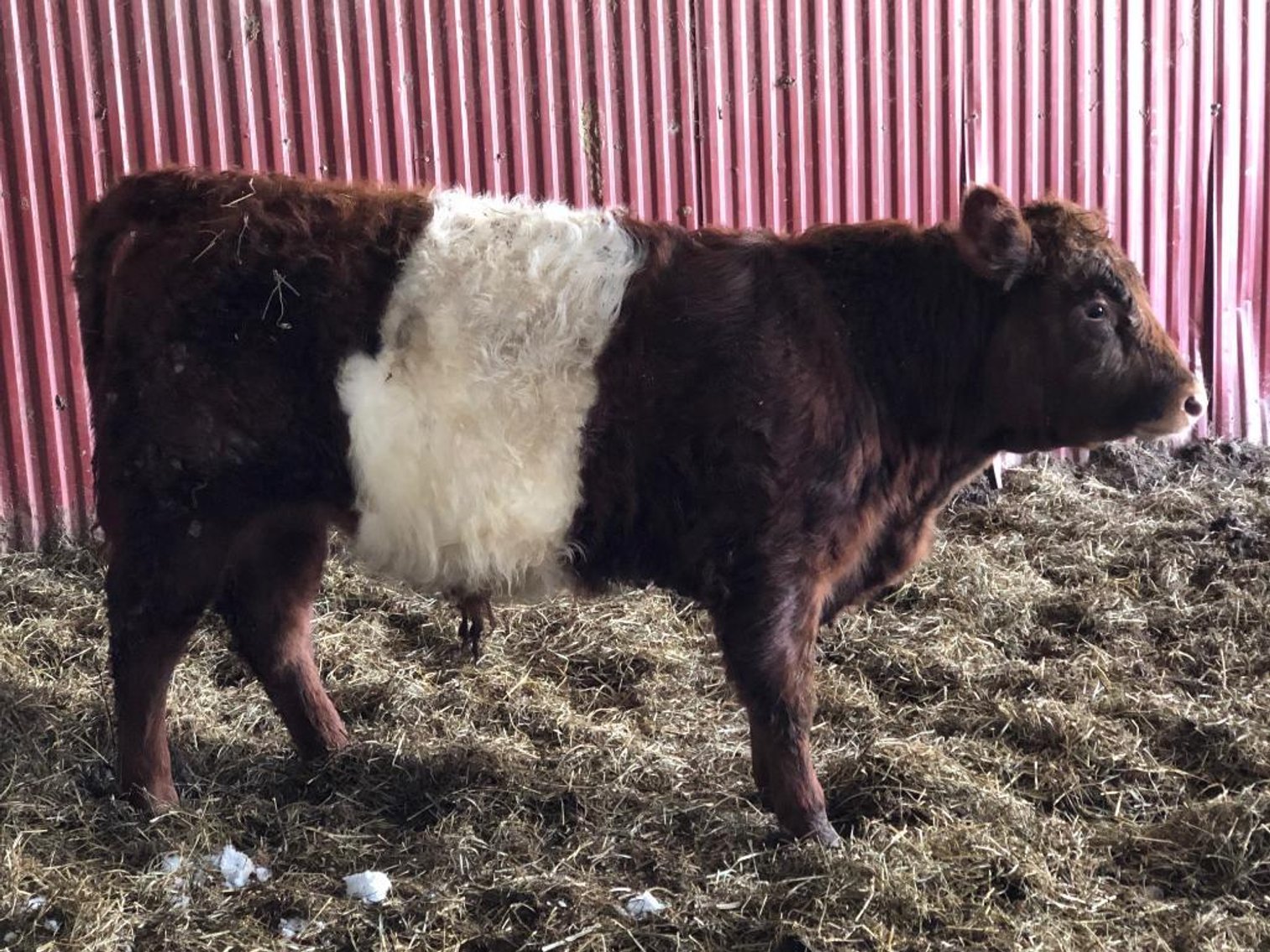 Image for BueLingo Beef Cattle #3 Online Auction