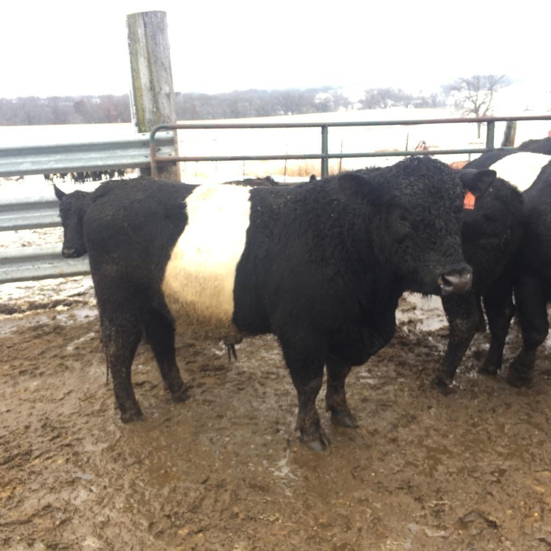 Image for BueLingo Beef Cattle #3 Online Auction