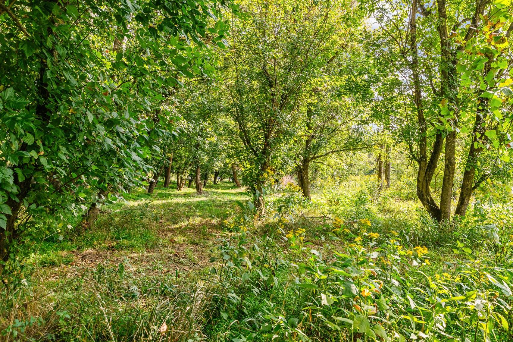 Image for River Property 4535 Clarks Ferry Rd, Draper Va 24324