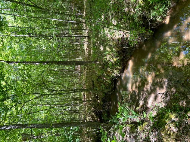 Image for LIVE AUCTION -  Offering 274.04 acres Located on Salem Church Miller Rd & Hwy 49 in Jones County, Georgia.  To Settle The Estates of Barbara Miller and Felton Miller