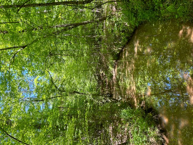 Image for LIVE AUCTION -  Offering 274.04 acres Located on Salem Church Miller Rd & Hwy 49 in Jones County, Georgia.  To Settle The Estates of Barbara Miller and Felton Miller