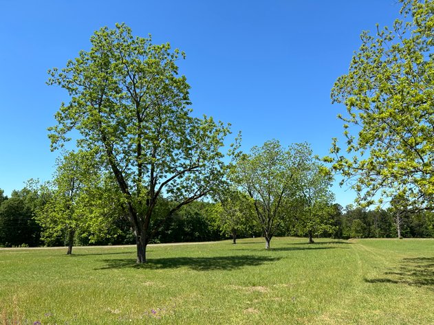 Image for LIVE AUCTION -  Offering 274.04 acres Located on Salem Church Miller Rd & Hwy 49 in Jones County, Georgia.  To Settle The Estates of Barbara Miller and Felton Miller