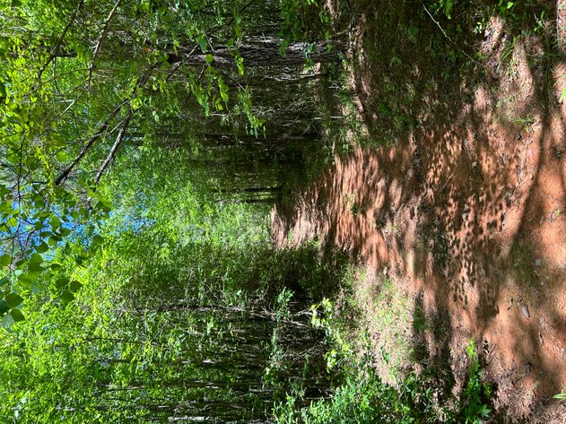 Image for LIVE AUCTION -  Offering 274.04 acres Located on Salem Church Miller Rd & Hwy 49 in Jones County, Georgia.  To Settle The Estates of Barbara Miller and Felton Miller