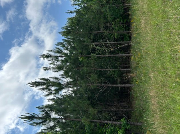 Image for LIVE AUCTION - Offering 122.78 Acres on Sawmill Road and Highway 280 in Montgomery County, Georgia