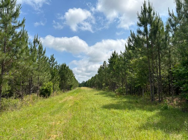 Image for LIVE AUCTION - Offering 122.78 Acres on Sawmill Road and Highway 280 in Montgomery County, Georgia