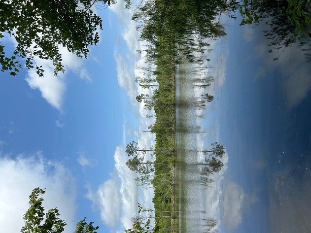 Image for LIVE AUCTION - Offering 122.78 Acres on Sawmill Road and Highway 280 in Montgomery County, Georgia