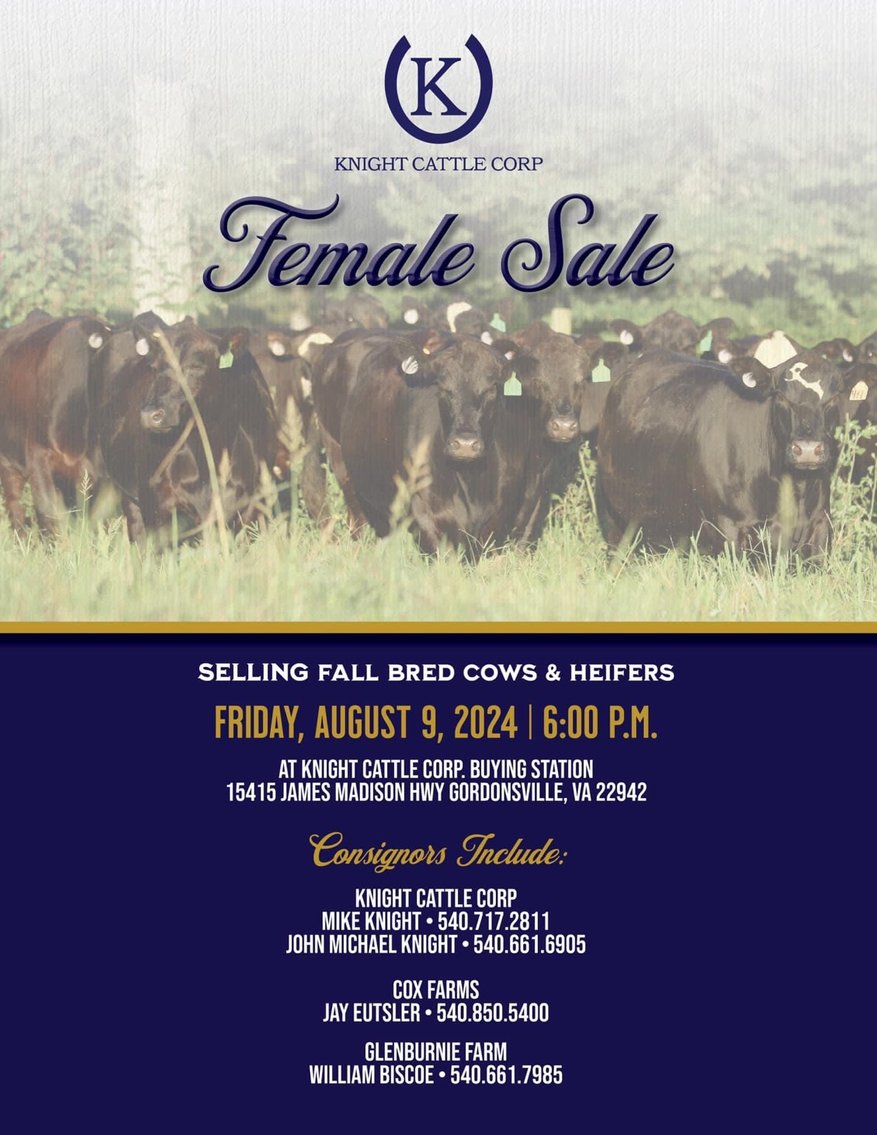 Image for Knight Cattle Corp Fall Bred Female Sale