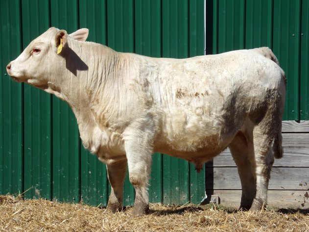 Image for 2nd Annual Spring Celebration Production Sale