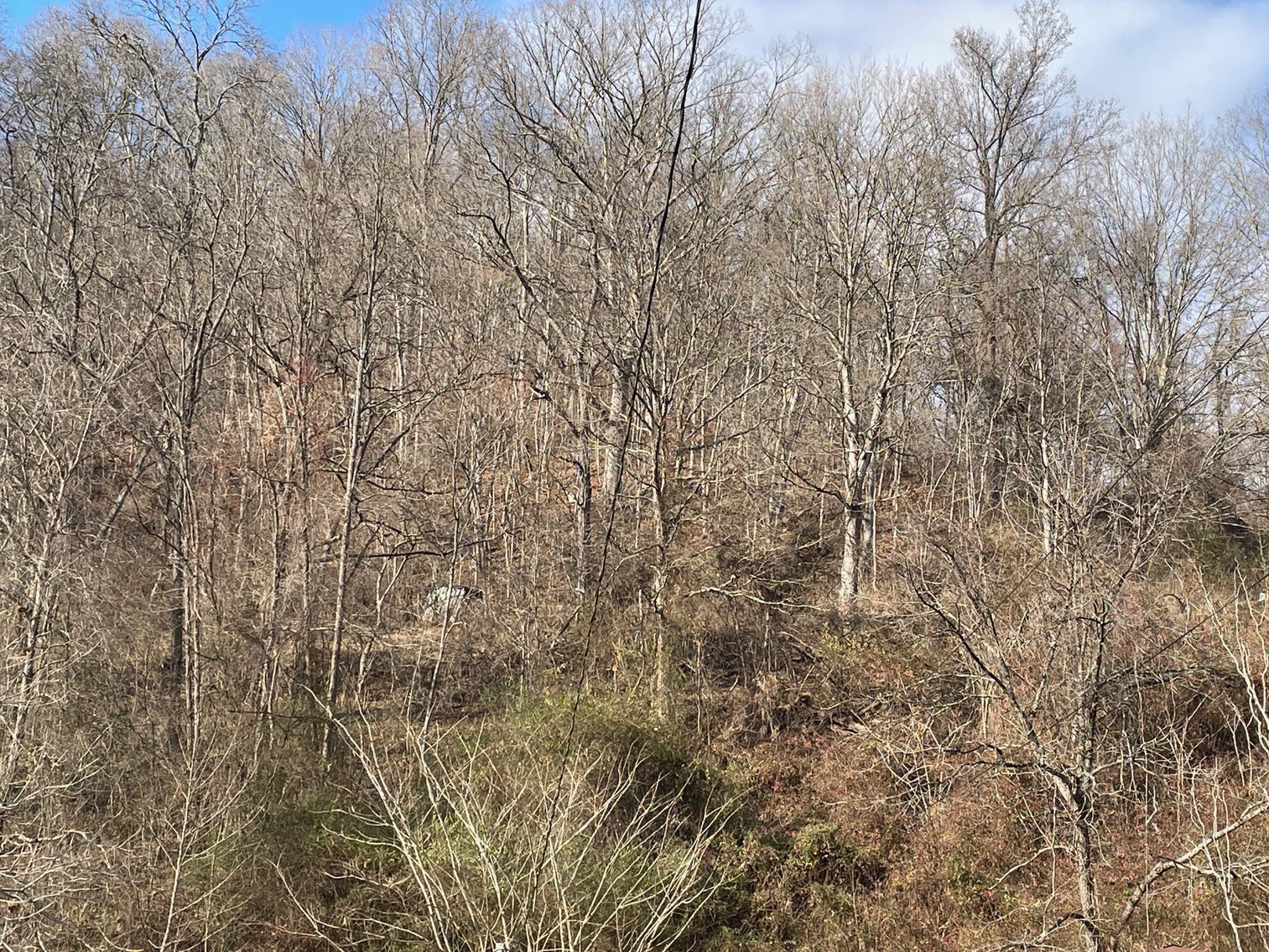 Image for SOLD $11,000 - 12 Surveyed Acres on Deer Valley Road