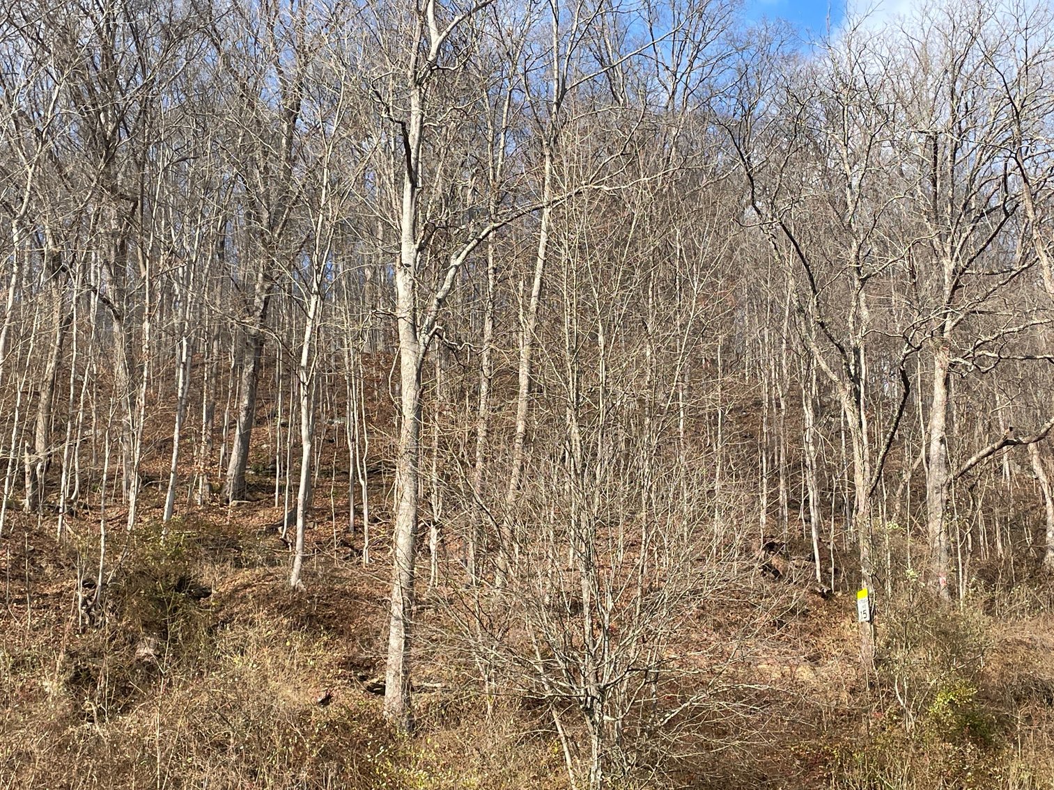 Image for SOLD $11,000 - 12 Surveyed Acres on Deer Valley Road