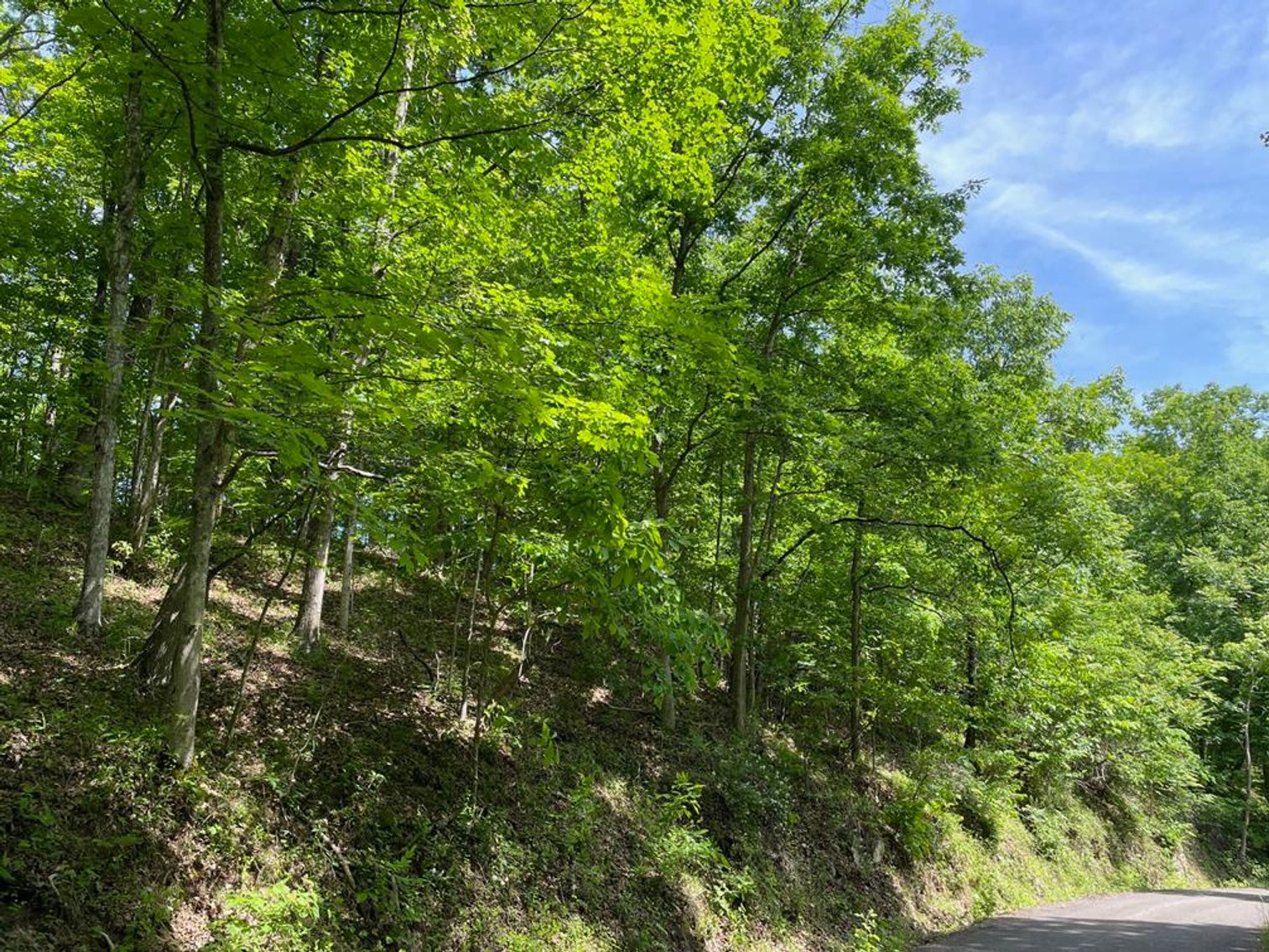 Image for SOLD $167,750 - 116 Beautiful Acres in Cabell County with Easy Access