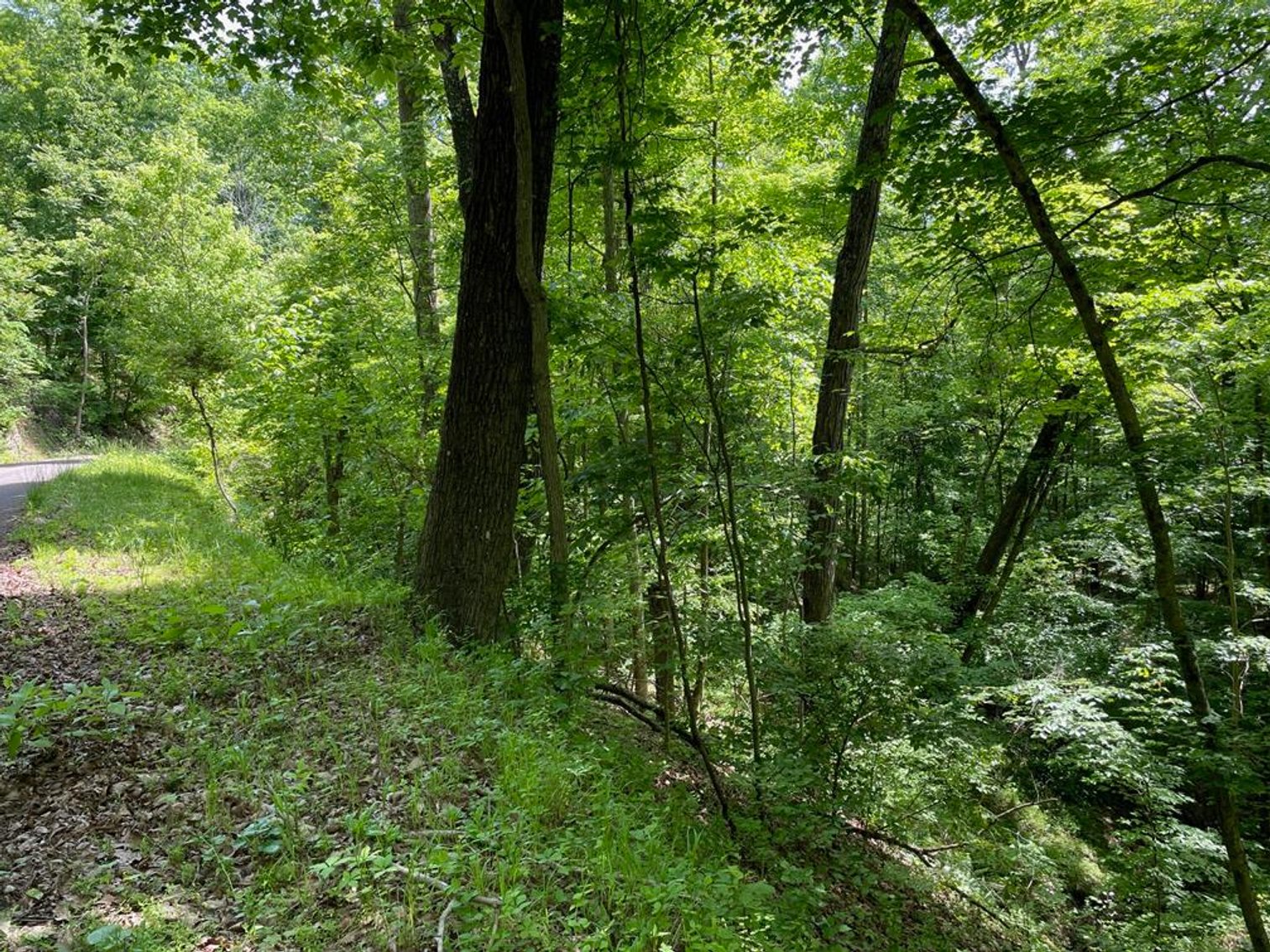 Image for SOLD $167,750 - 116 Beautiful Acres in Cabell County with Easy Access