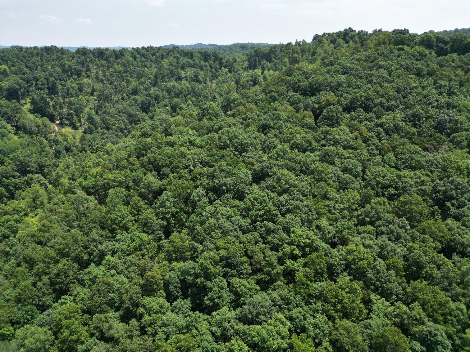 Image for SOLD $66,000 - 43 Acres in Marion County Selling to the Highest Bidder