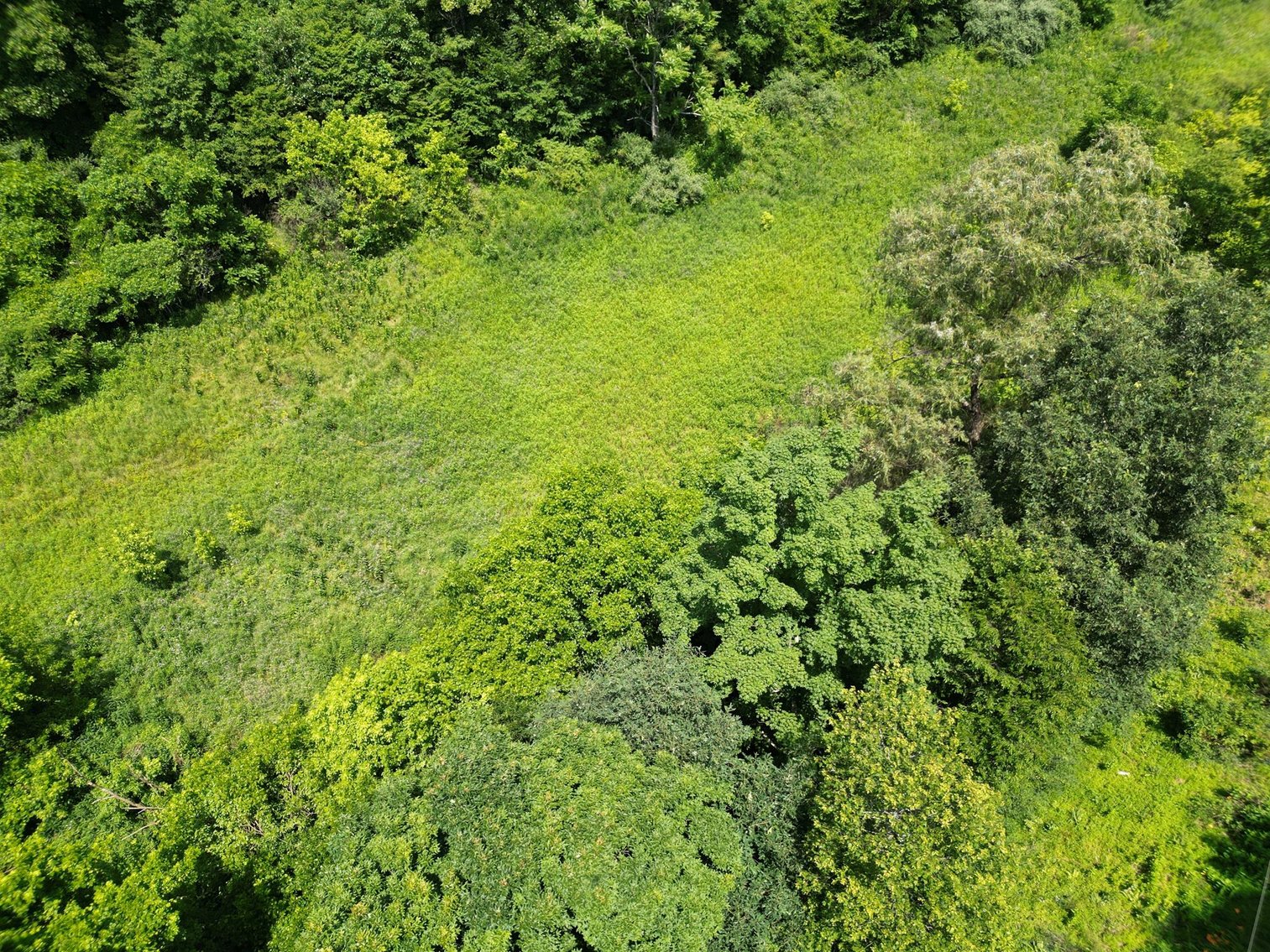 Image for SOLD $66,000 - 43 Acres in Marion County Selling to the Highest Bidder