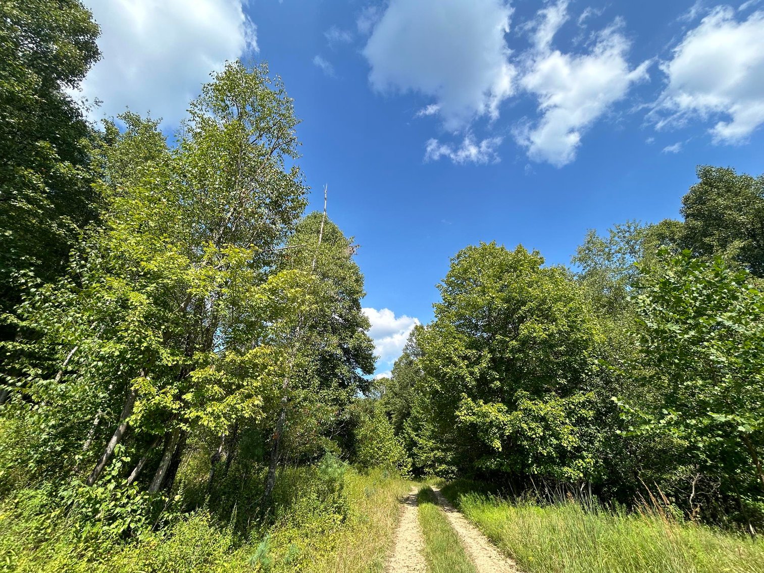 Image for SOLD $199,100 - 82 Acres along Sandy Creek in Taylor County