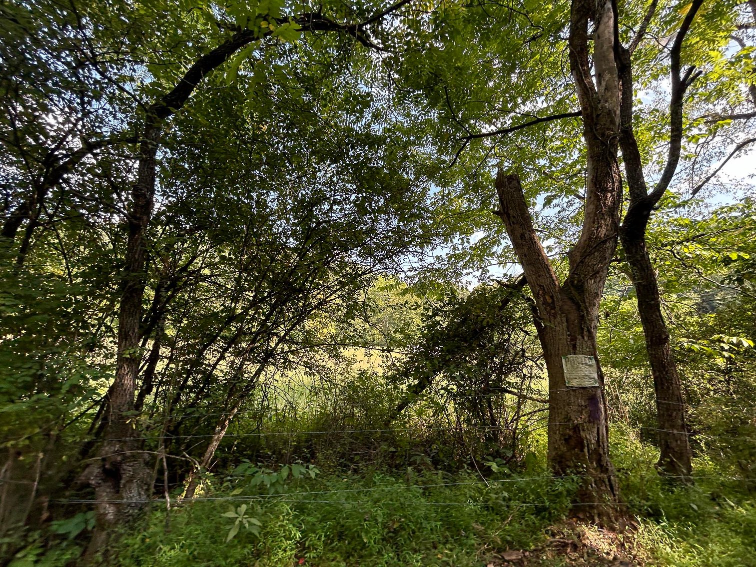 Image for SOLD $199,100 - 82 Acres along Sandy Creek in Taylor County