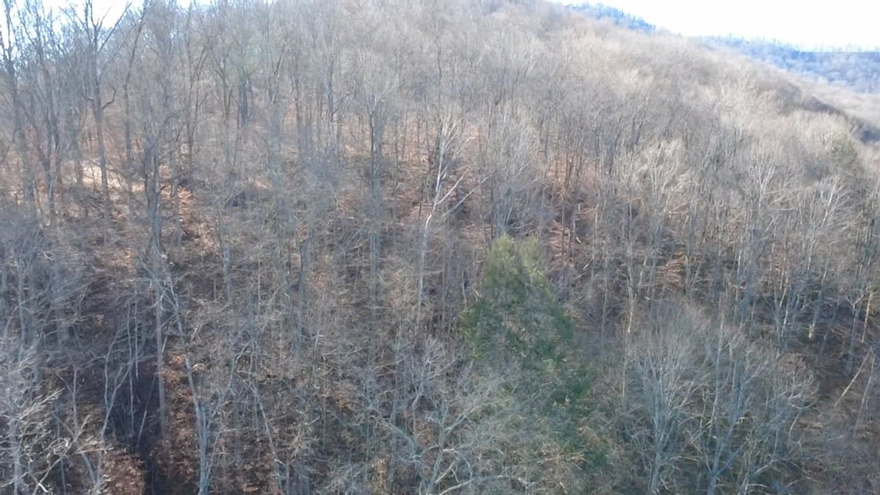 Image for SOLD $176,000 - 181 Surveyed Acres in Boone County Selling to the Highest Bidder