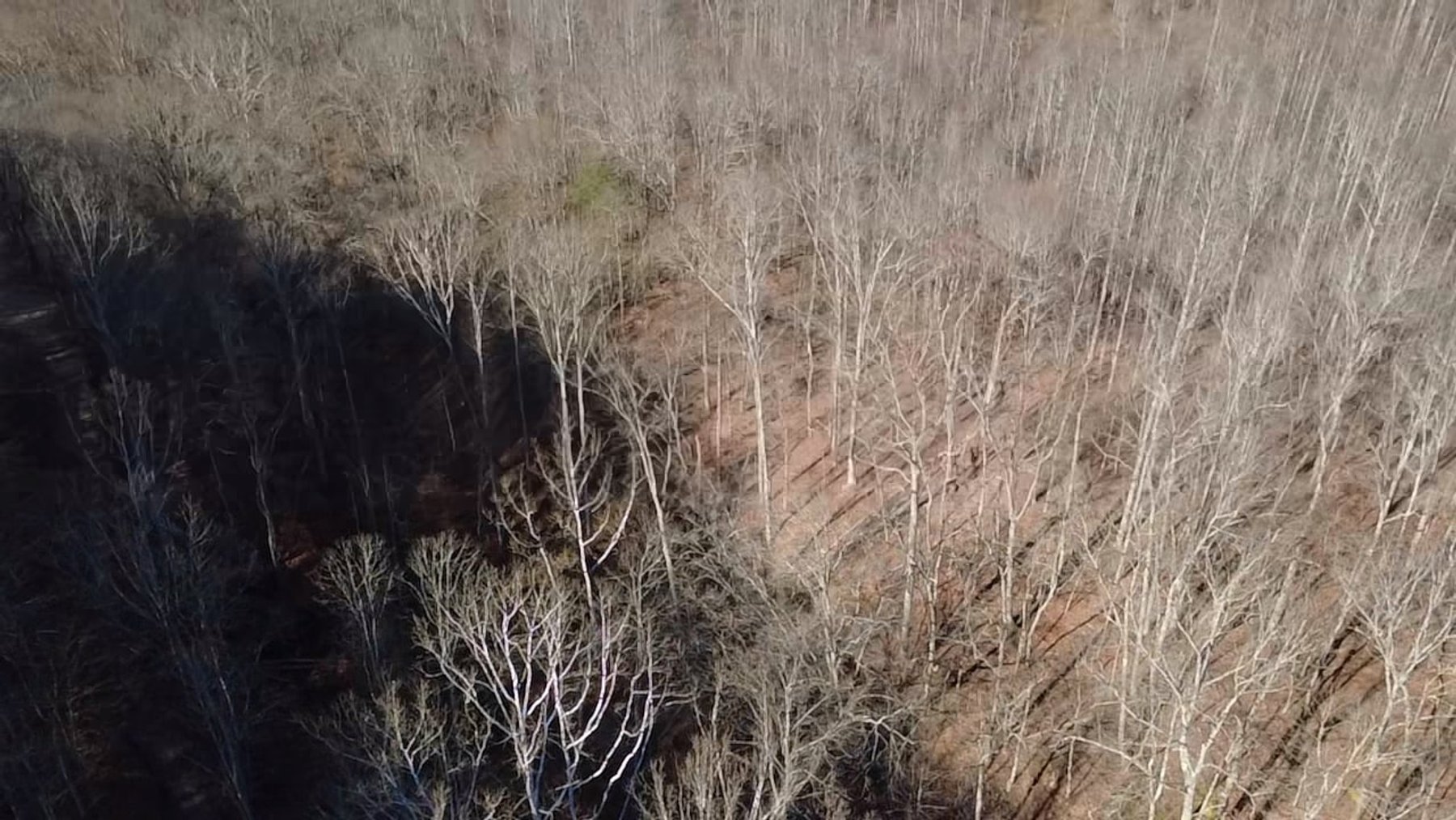 Image for SOLD $176,000 - 181 Surveyed Acres in Boone County Selling to the Highest Bidder