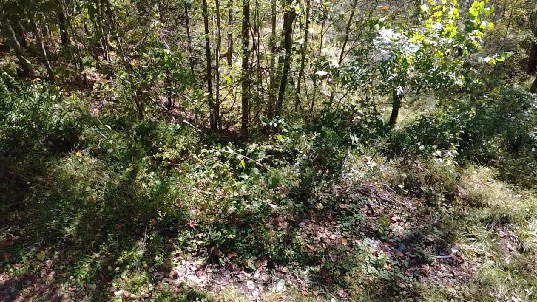 Image for SOLD $115,500 - 227 Acres of Prime Mingo Co. Hunting Land Selling to the Highest Bidder