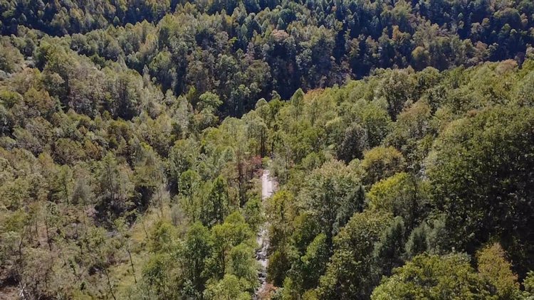 Image for 227 Acres of Prime Mingo Co. Hunting Land Selling to the Highest Bidder