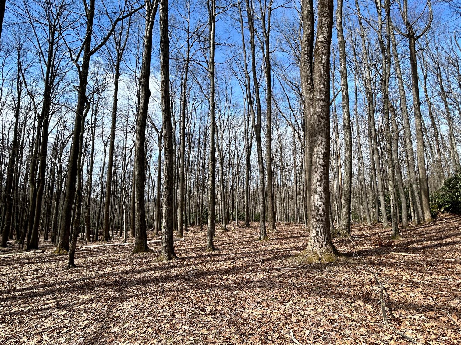 Image for Brick Home on Over 20 Acres on Summers School Rd. in Morgantown