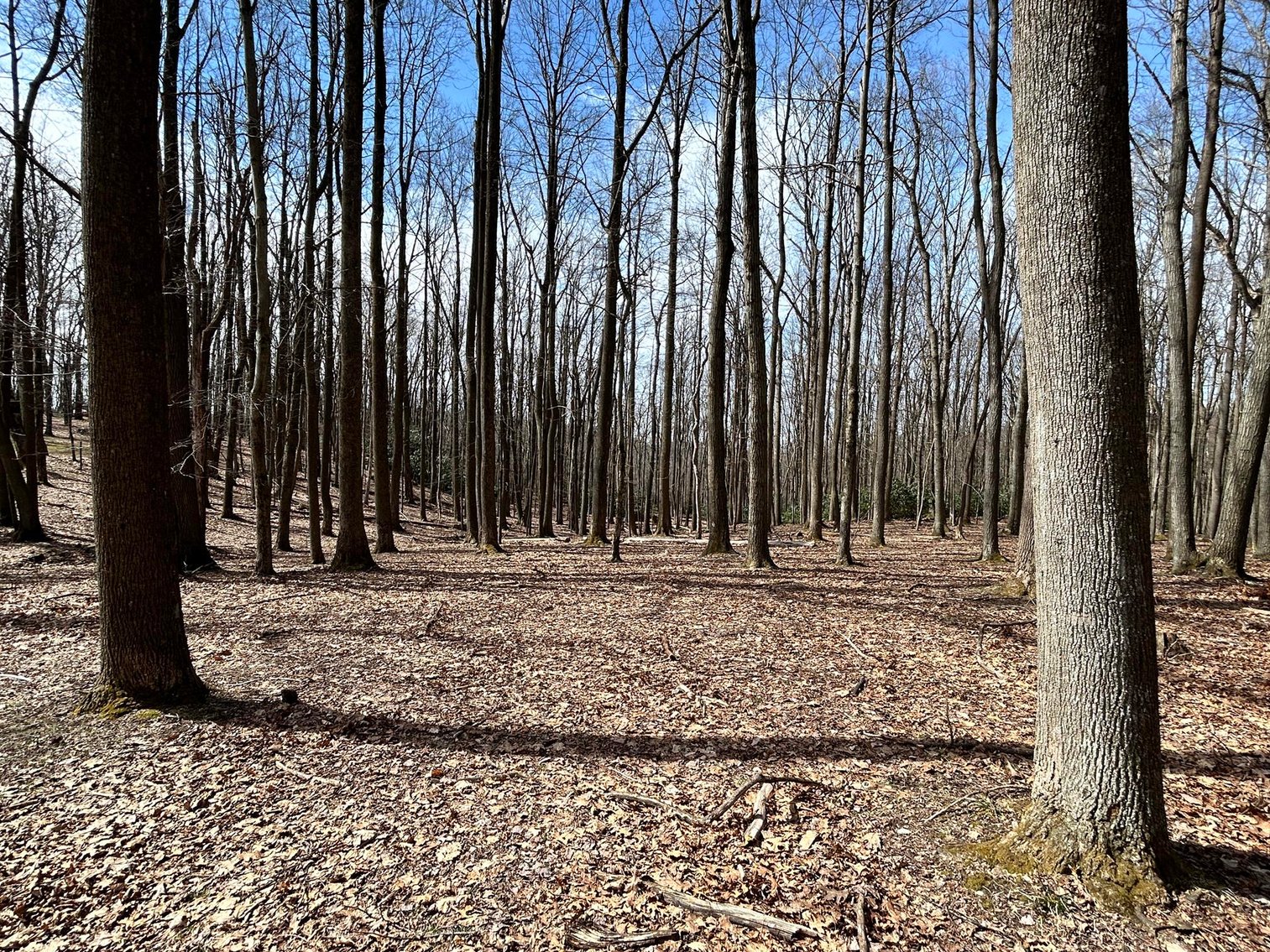 Image for Brick Home on Over 20 Acres on Summers School Rd. in Morgantown