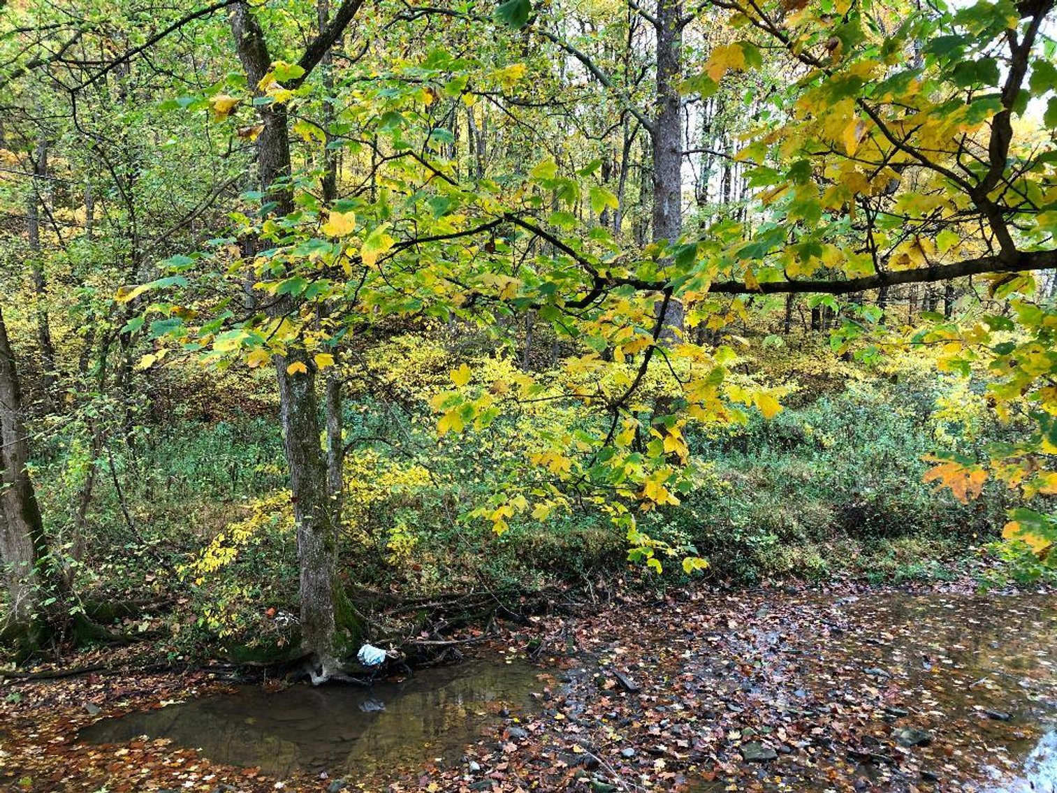 Image for SOLD - Over 1,000 Acres in Marion County Offered in 30 Parcels