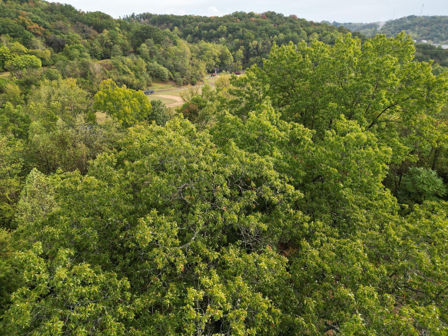 Image for SOLD $25,300 - 4.48 Acres Adjacent to Rotary Park in Huntington