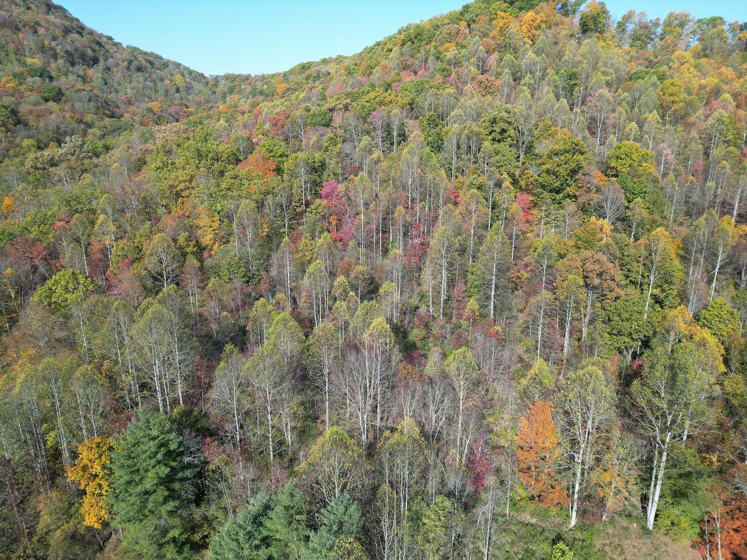 Image for SOLD $110,000 - Brick Ranch Home on Over 40 Acres in Danville