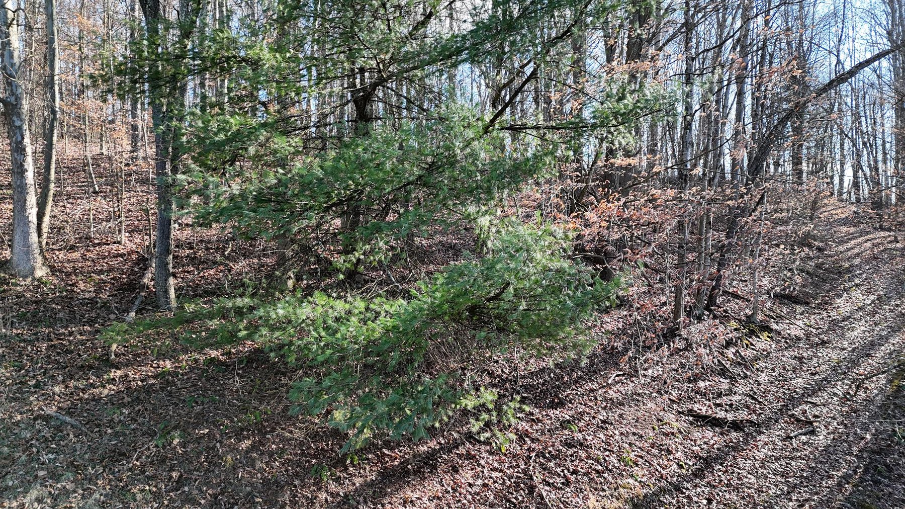 Image for SOLD $53,900 - 3 Bedroom on 5 Acres in the Paw Paw Creek Area