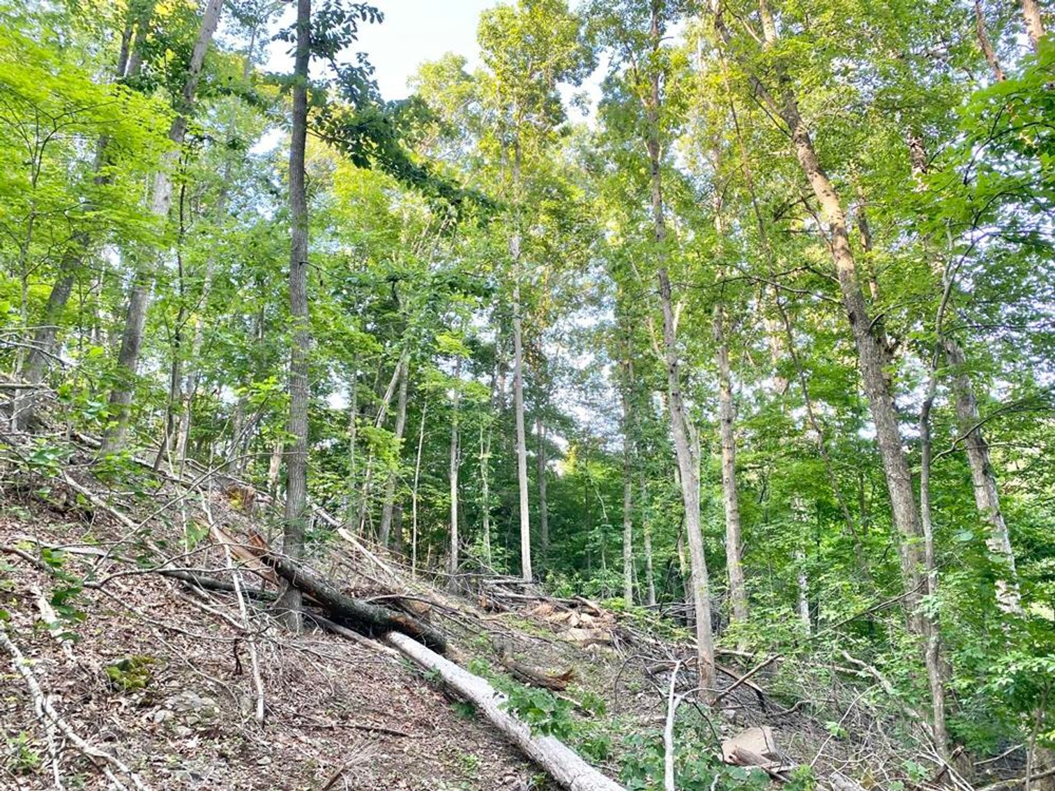 Image for SOLD $99,668 - 56 Acres with Free Gas in Braxton County