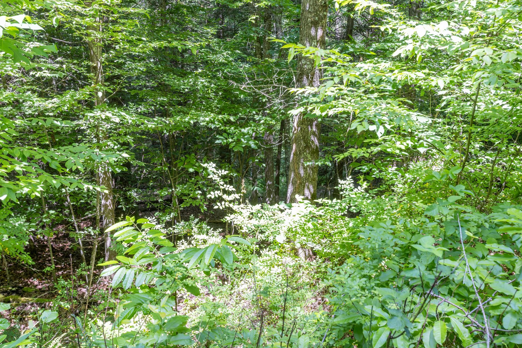 Image for SOLD $45,650 - 44 Wooded Acres in Wyoming County