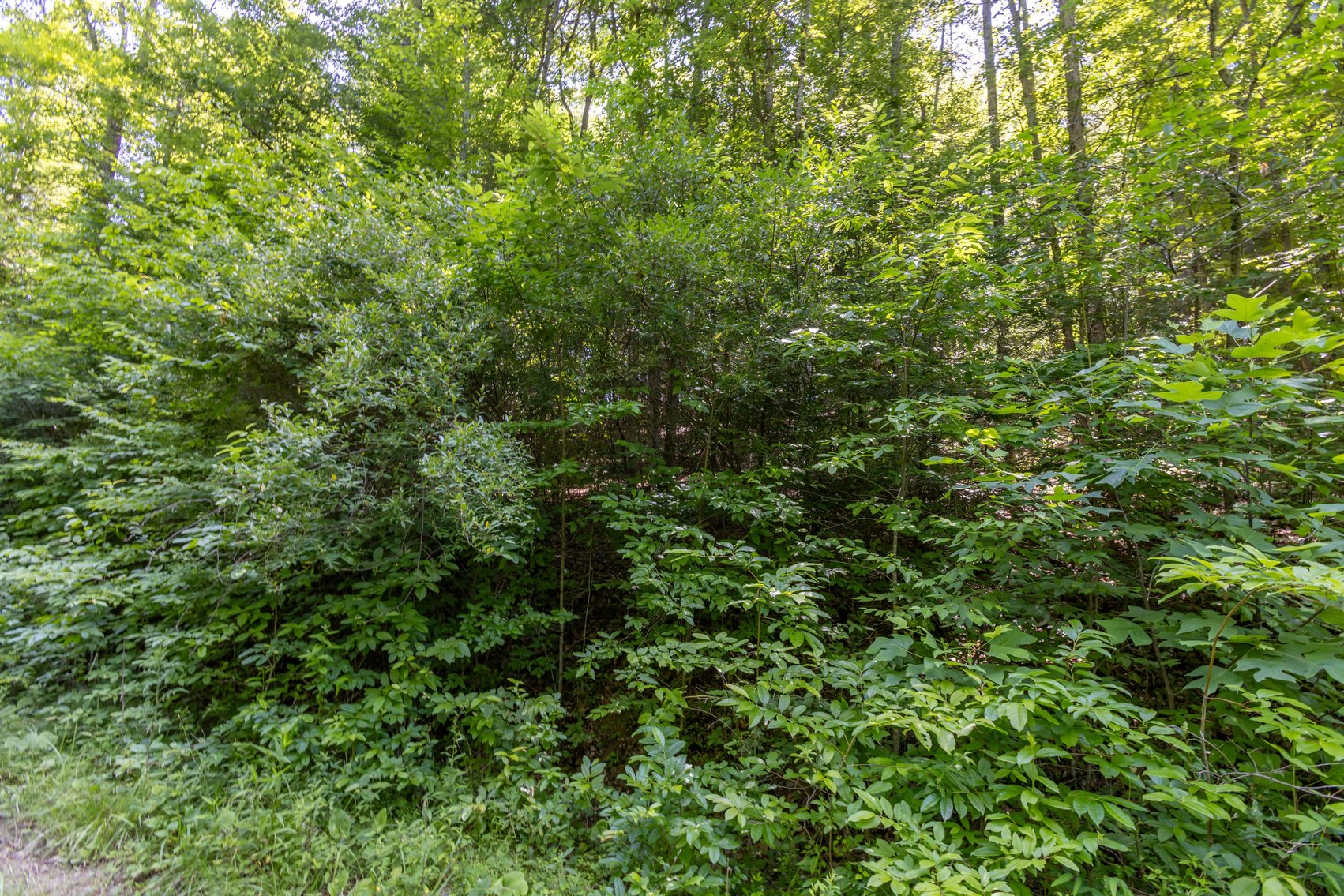 Image for SOLD $45,650 - 44 Wooded Acres in Wyoming County