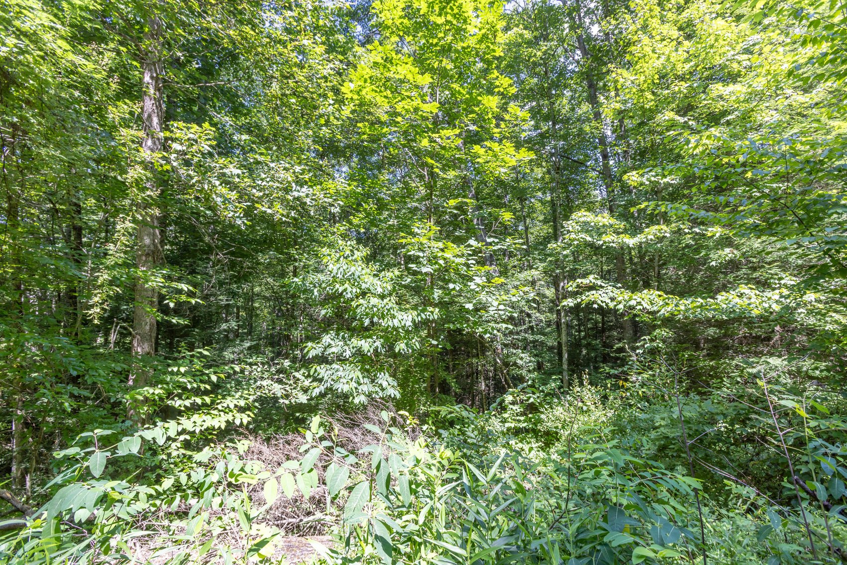 Image for SOLD $45,650 - 44 Wooded Acres in Wyoming County