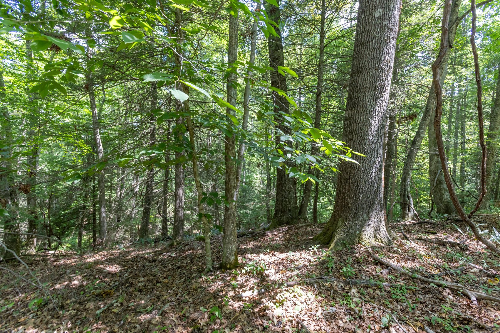 Image for SOLD $45,650 - 44 Wooded Acres in Wyoming County
