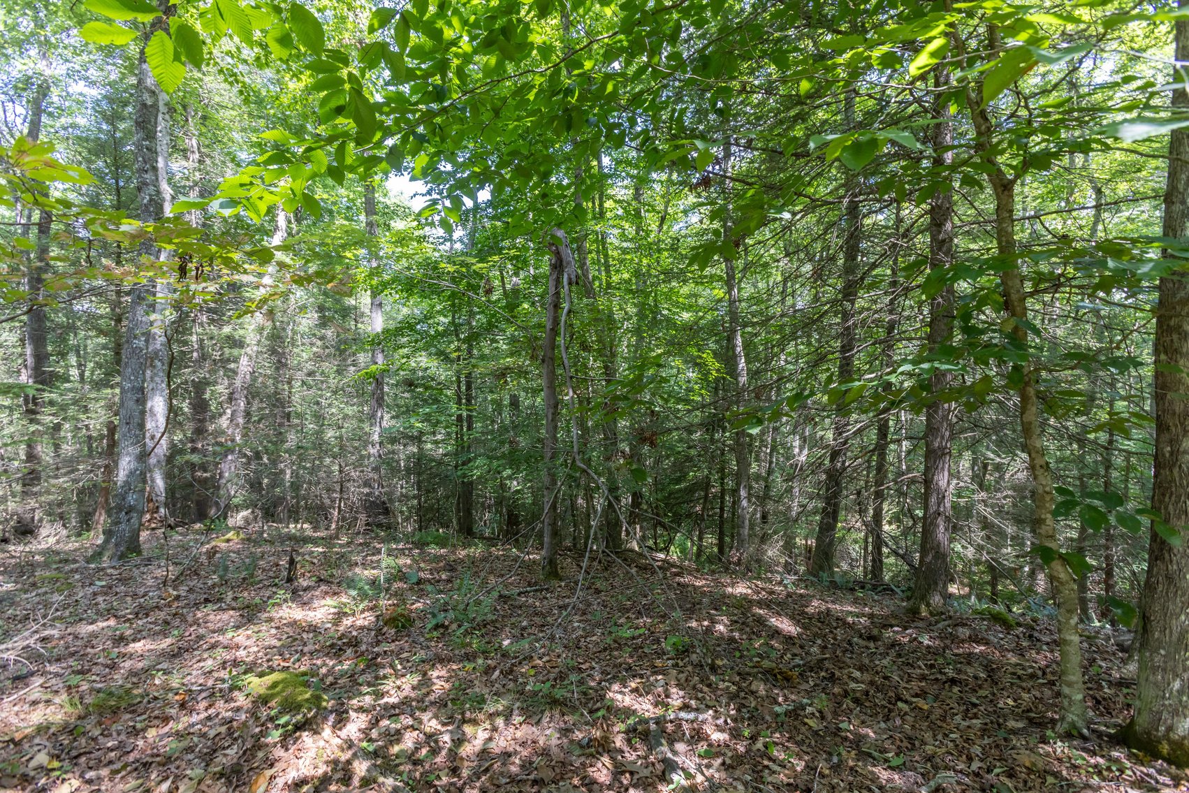 Image for SOLD $45,650 - 44 Wooded Acres in Wyoming County