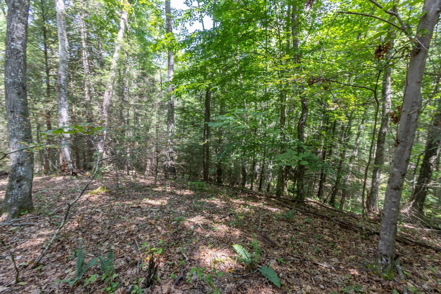 Image for SOLD $45,650 - 44 Wooded Acres in Wyoming County