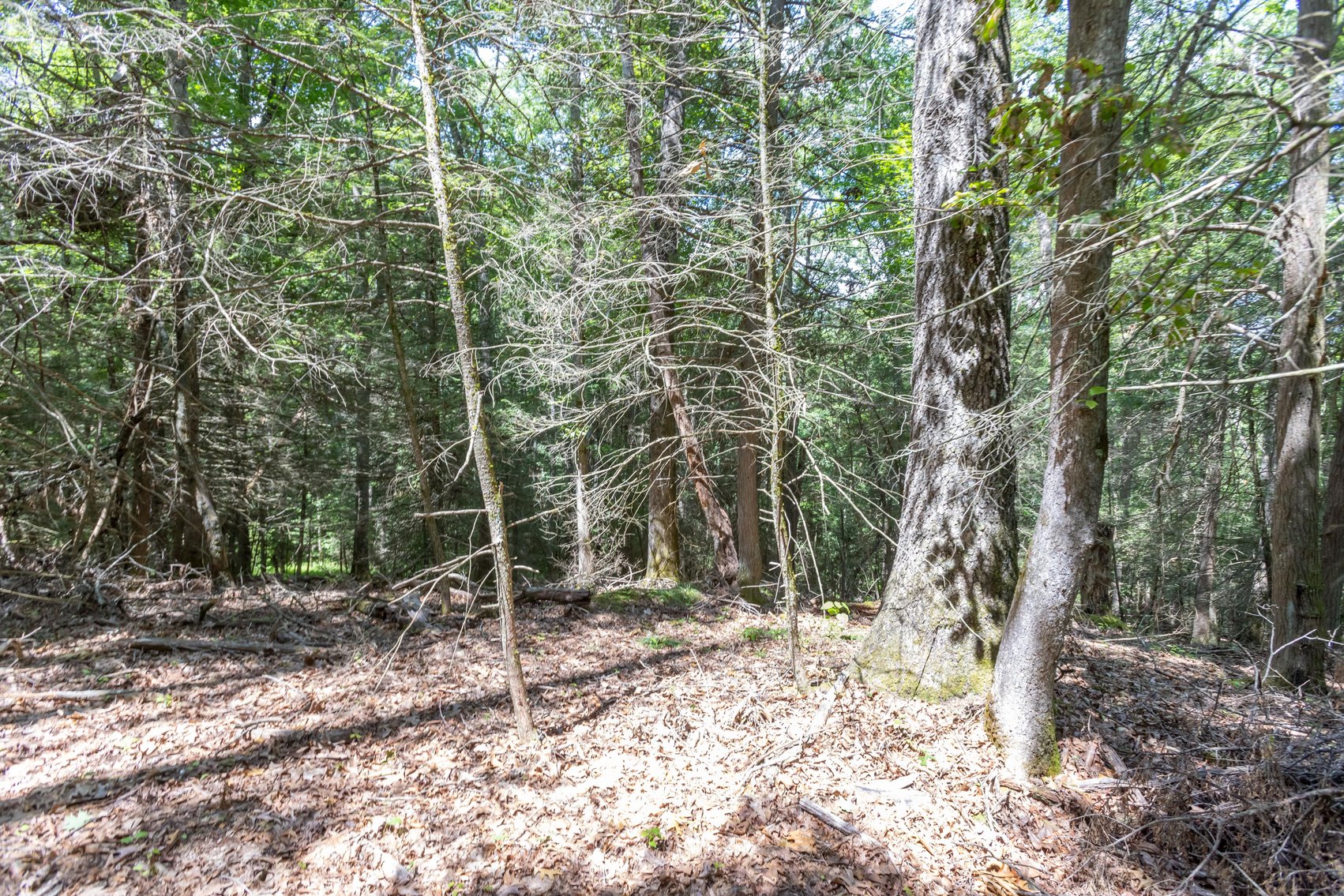 Image for SOLD $45,650 - 44 Wooded Acres in Wyoming County